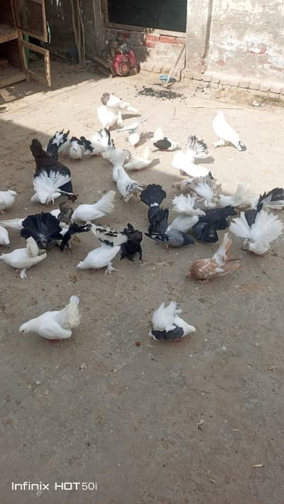 top quality pigeons