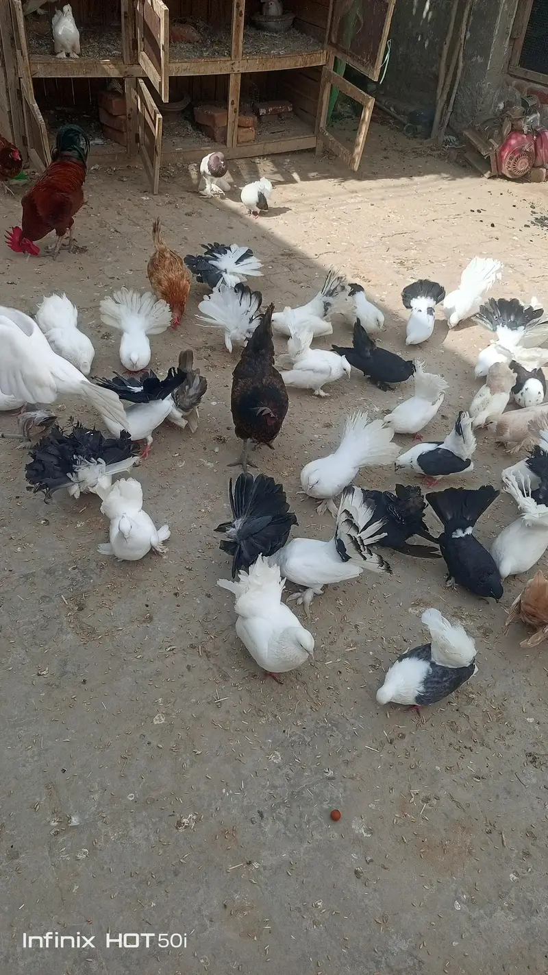 top quality pigeons — photo 2