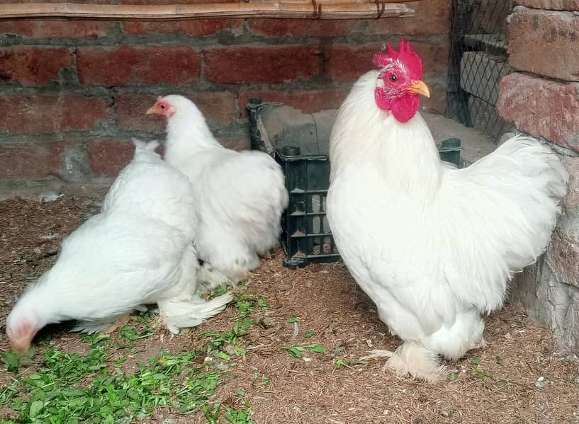 White Bantam 0