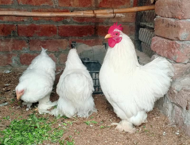White Bantam 2