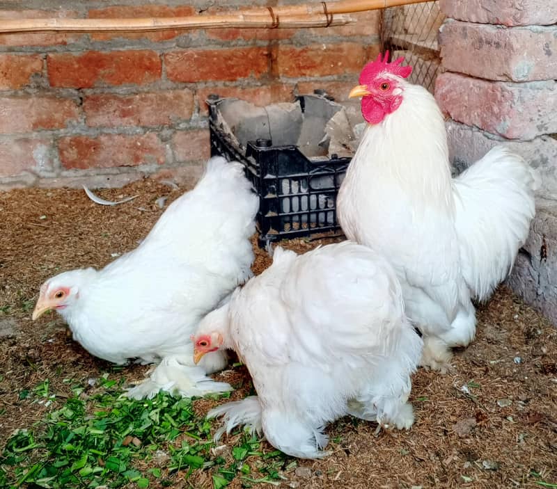 White Bantam 3
