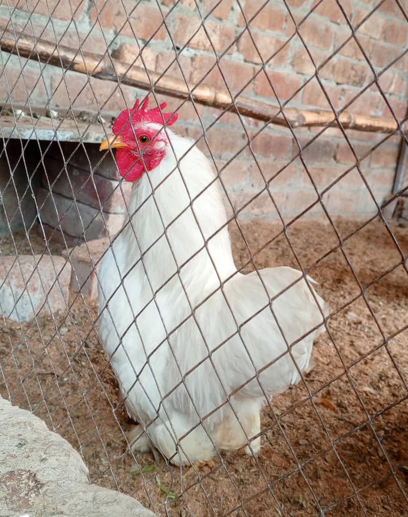White Bantam 4