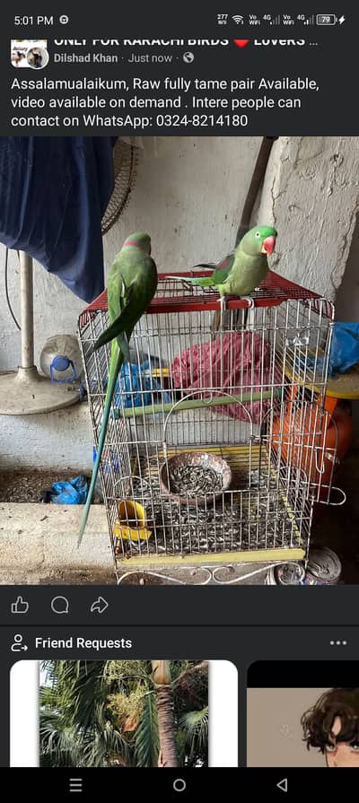 Raw parrot pair Available for sale