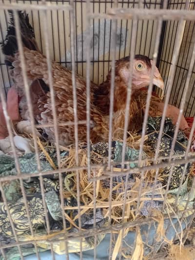 Kurack madi (03204477437)