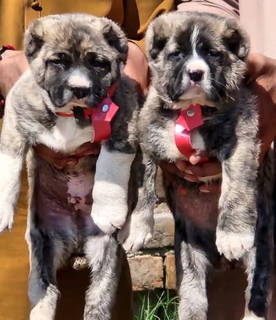 King kurdish kangaal pair pure breed security dog 2months for sale