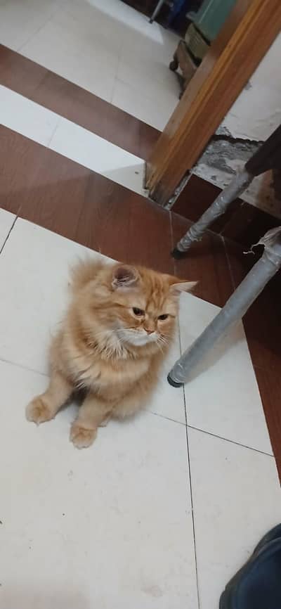 Persian kitten for sale