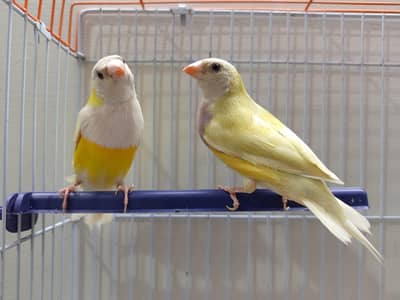 YELLOW BACK BONDED PAIR