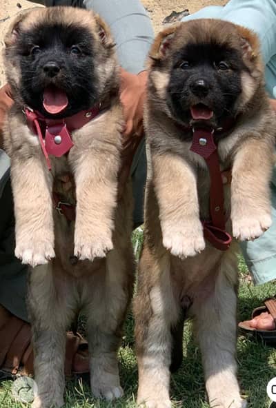 kurdish kangal puppy | kurdish kangal dog | kurdish kangal puppies