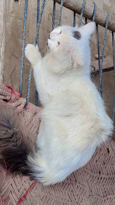 persian cat house hold full friendly 