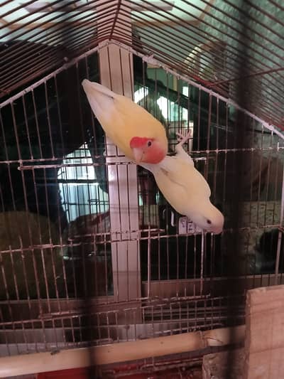 Love Bird Pair