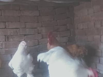 gulder buff pear with bhff pear