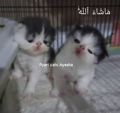 peke face kitten from Imported lines