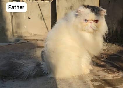 peke face kitten from Imported lines