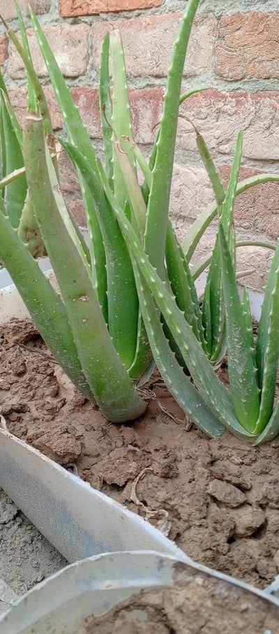 Aloe vera