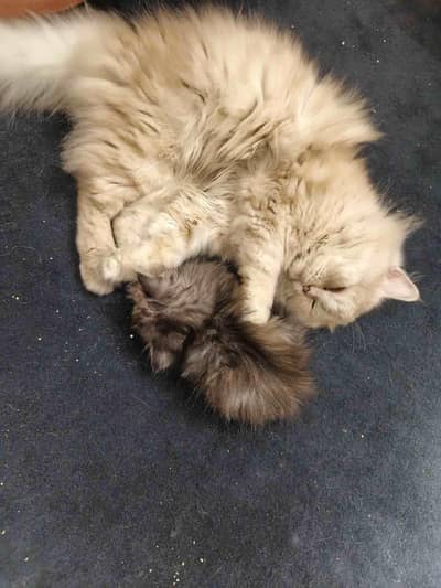 Persian Siberian mix breed Kittens for sale