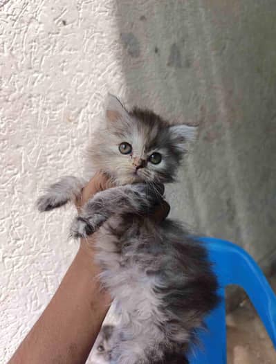 Persian Siberian mix breed 2 Kittens for sale