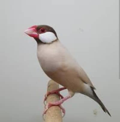 fawn java 80 piece avilable sab Sath Dayna ha