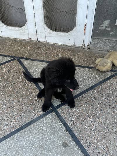 Pure Long Coat Black German Shephard Pink Pedigree