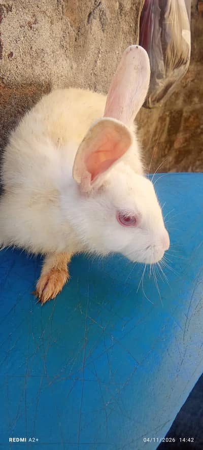 Rabbit For Sale Contact Number 03115610804