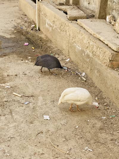 Guinea Fowl Pair