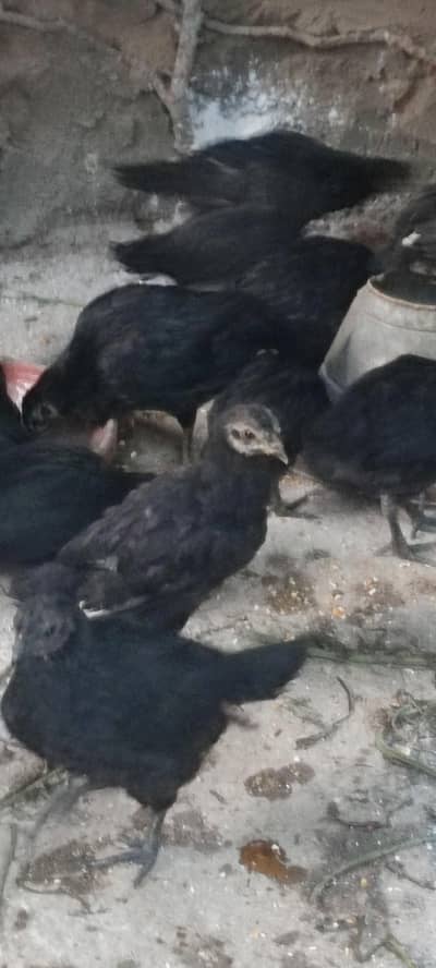 Black Sumatra,Ayum Semani chicks for sale