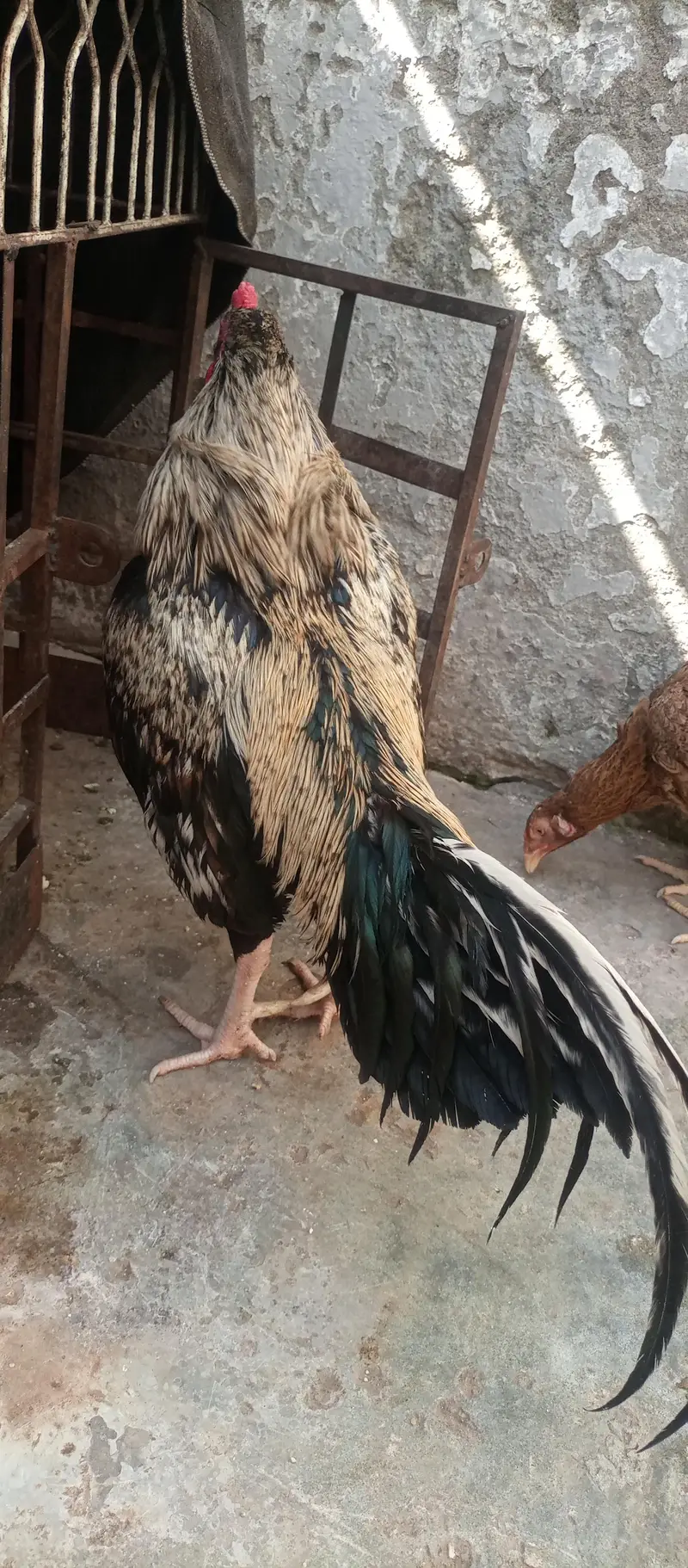 Aseel Sawa patha for sale — photo 2