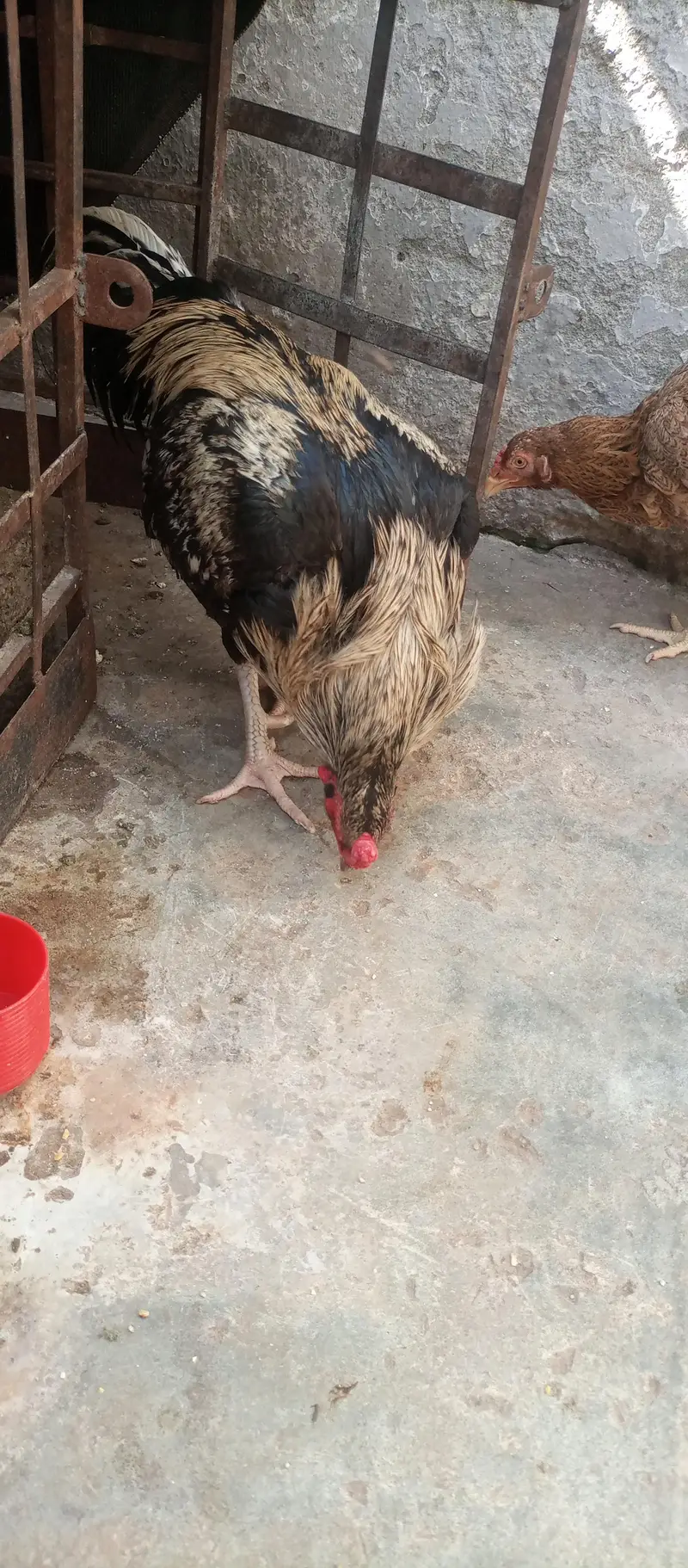 Aseel Sawa patha for sale — photo 3