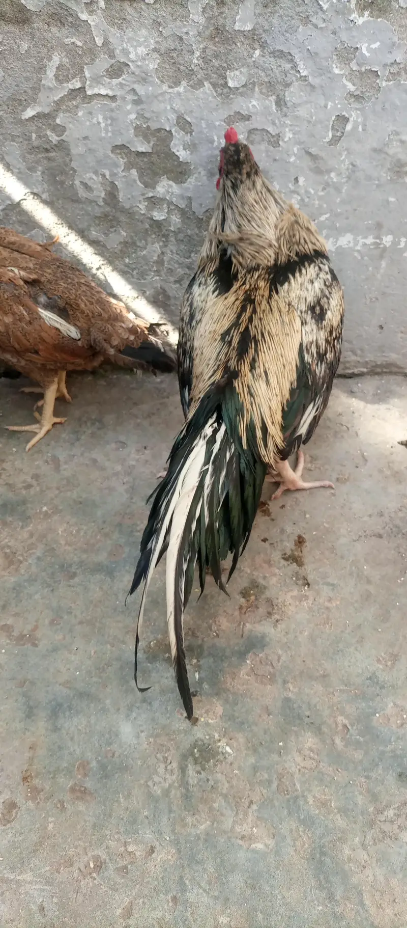 Aseel Sawa patha for sale — photo 4