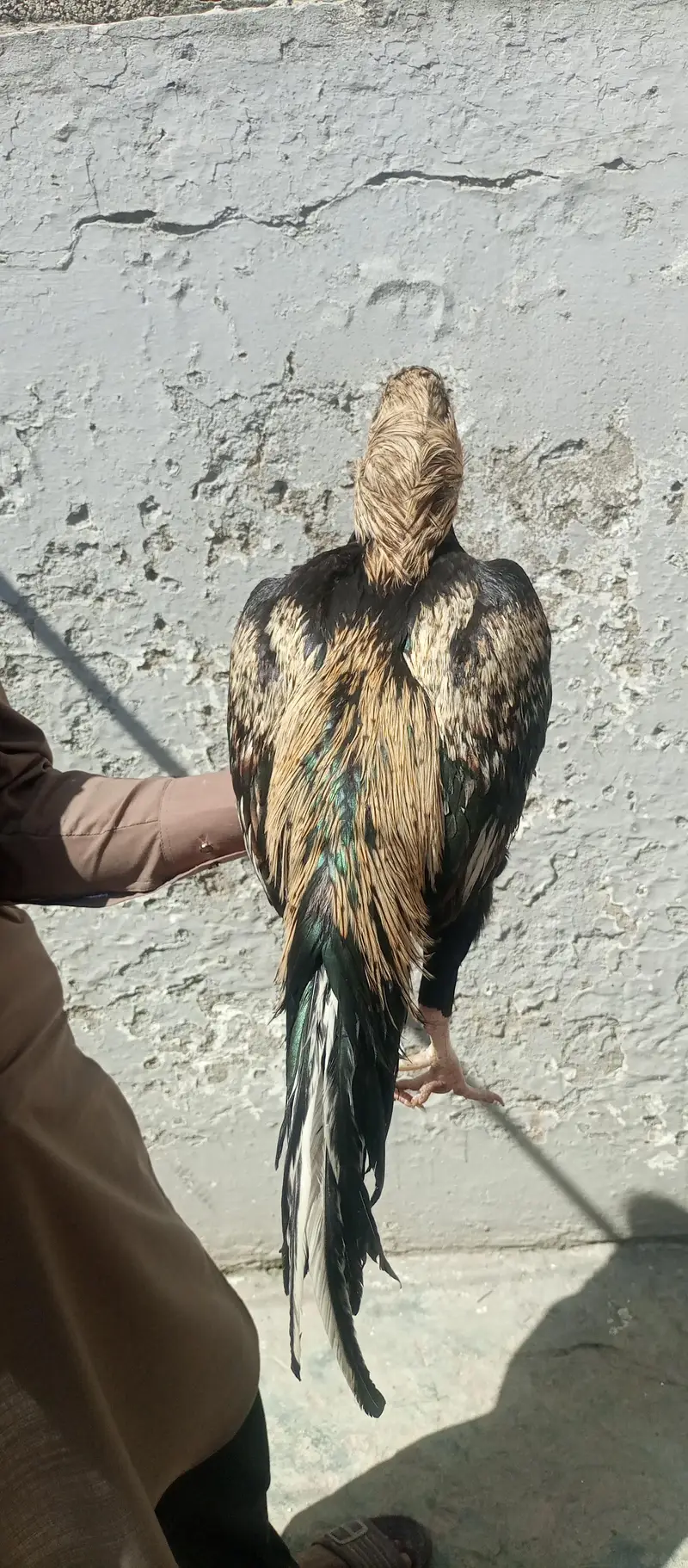 Aseel Sawa patha for sale — photo 5