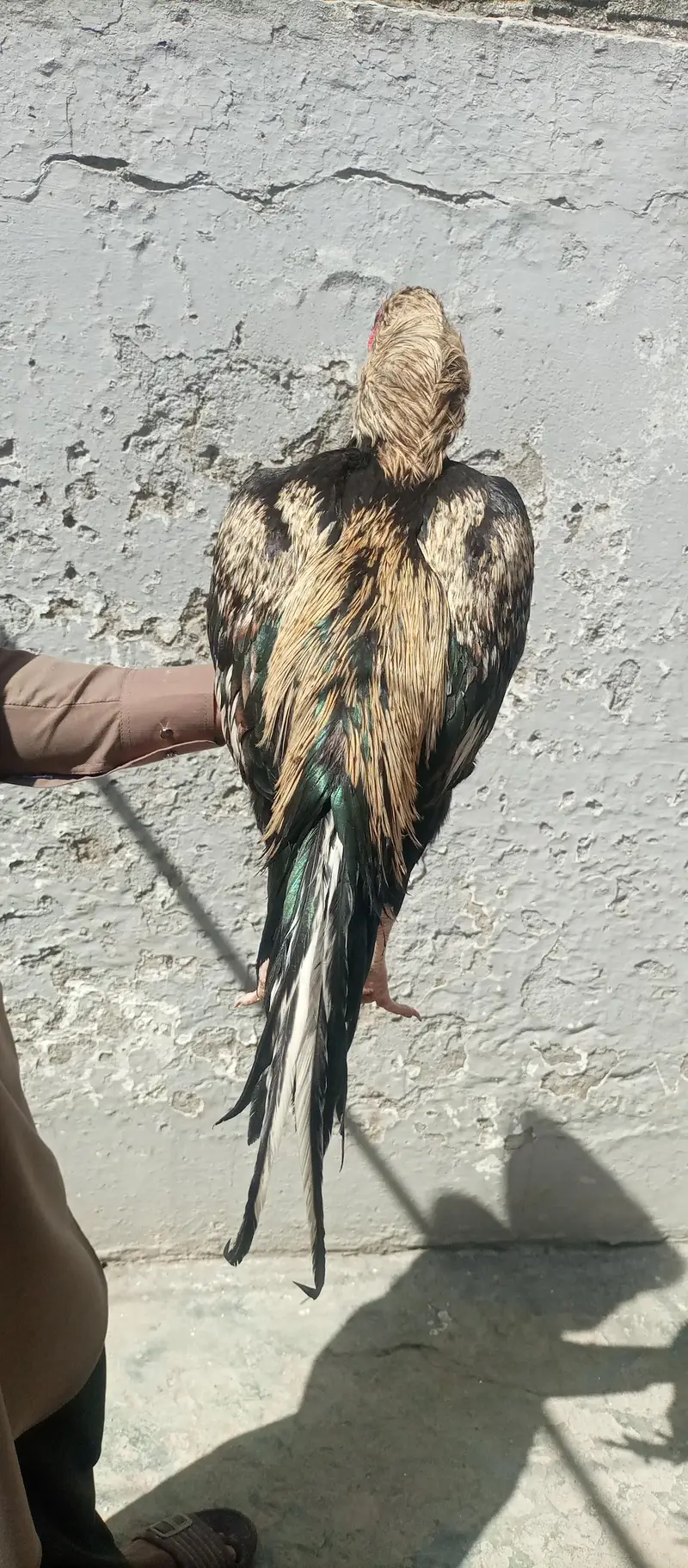 Aseel Sawa patha for sale — photo 6