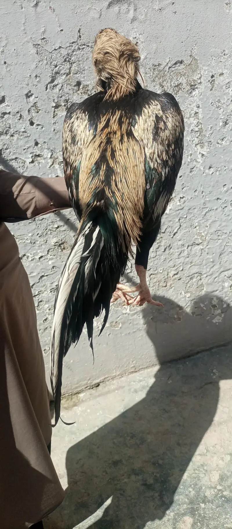 Aseel Sawa patha for sale — photo 7