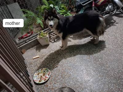 Siberian Husky Female | Husky Odd Eyes | Husky Male Dog For Sale