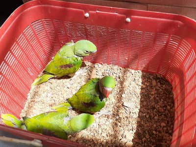 home breed raw parrot