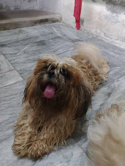 shih tzu 1 pair and 4 kids WhatsApp pa proper video mill jay gi