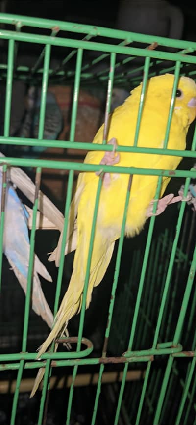 African Budgies Pairs For Sell