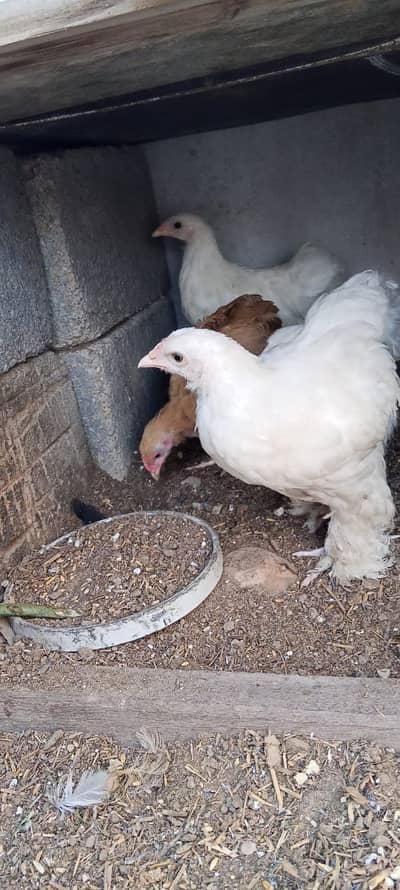 1 Golden Buff & 2 White Buff Chicks 3 Months