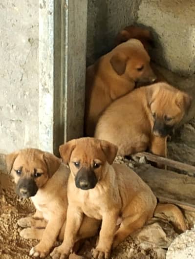 best quality security dog puppies