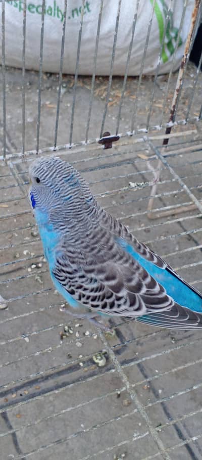 Big size exhibition under size budgies