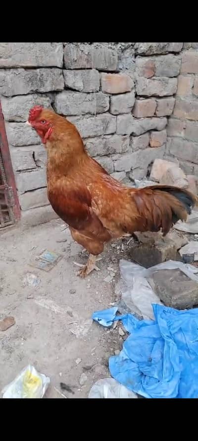 asel+ bentum cros male