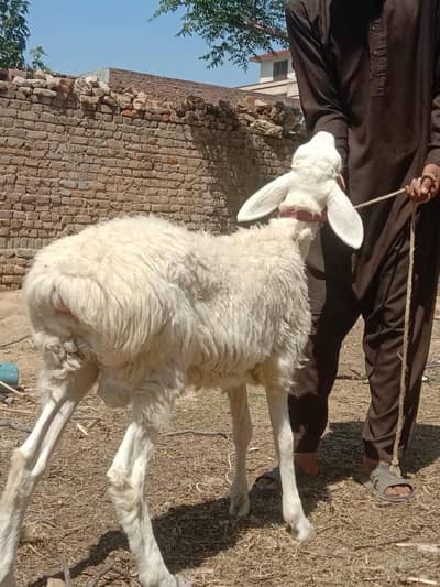beautiful sheep for scale available in stock