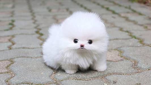 Pomeranian puppy