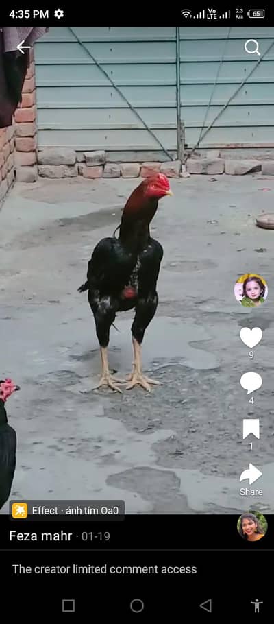 cheks far sell han. asel chuje Hain age do manth hai jis bhai ko chahie