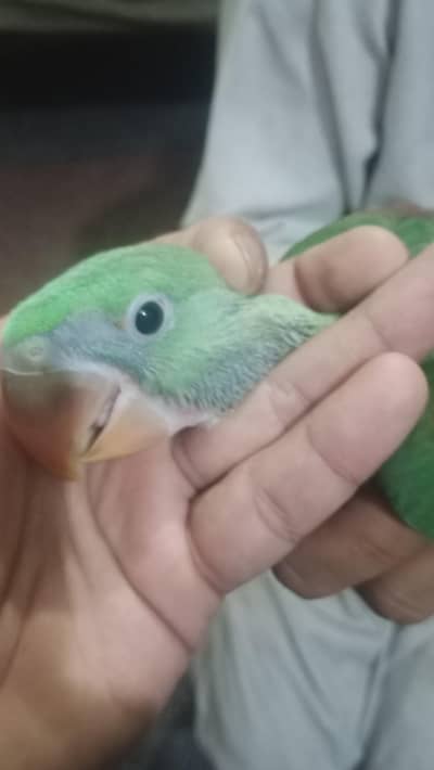 03218683557 whatsap  per piece  self tame chick for home tame he