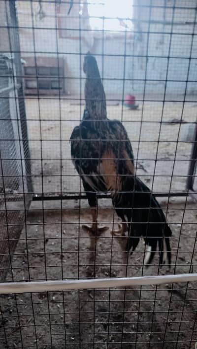 aseel cheena age 1 saal kanda maar ha