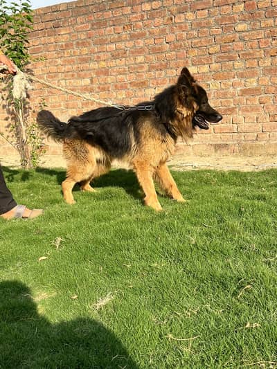 100% original garman shepherd