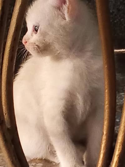 double coat doll face persian cqt