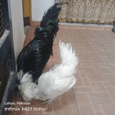 beautiful polish pair