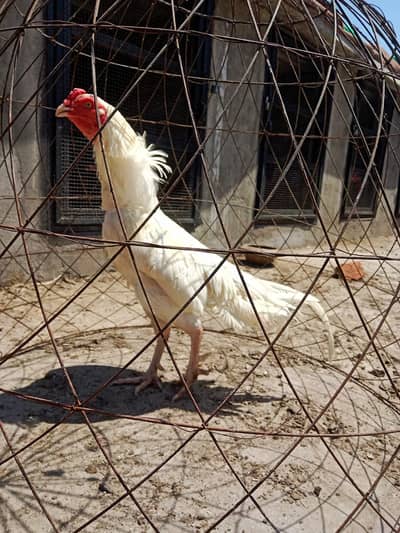 HIGH QUALITY ASEEL PATHA