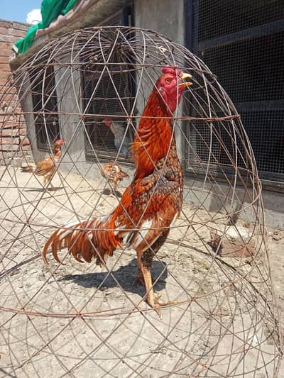 HIGH QUALITY ASEEL PATHA