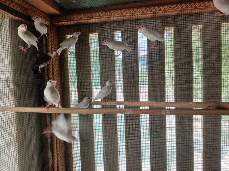 15 peace white java and 1 peace  gray java 0